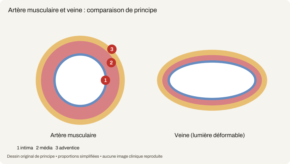 Schéma du cours « Planches d’atlas : organes et tissus »