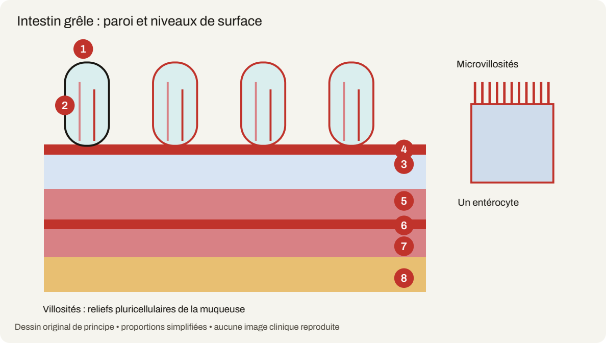 Schéma du cours « Planches d’atlas : organes et tissus »