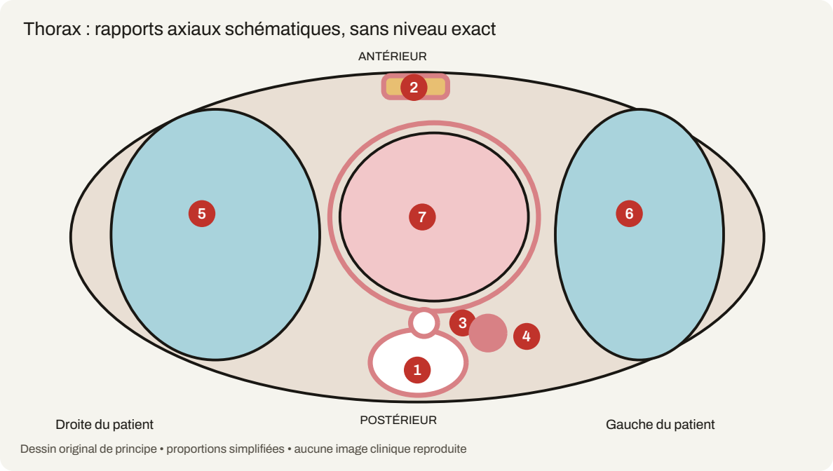 Schéma du cours « Planches d’atlas : cellules, développement et courbes »