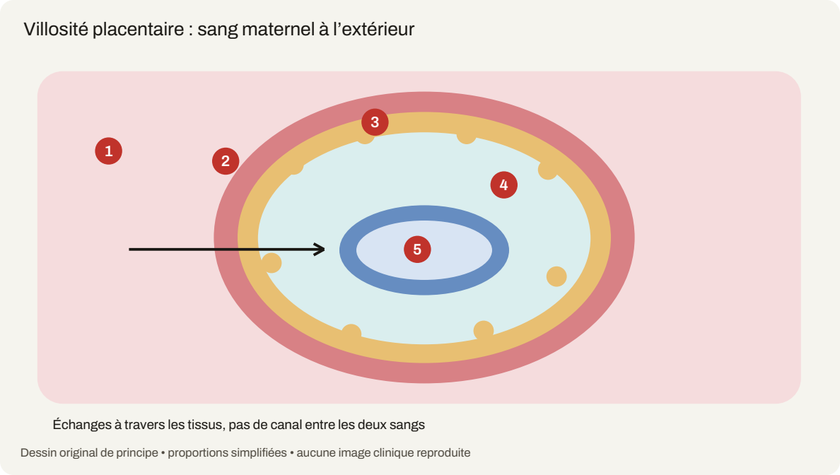 Schéma du cours « Embryologie : placenta et organogenèse »
