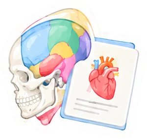Flashcards d'anatomie : crâne et planche du cœur